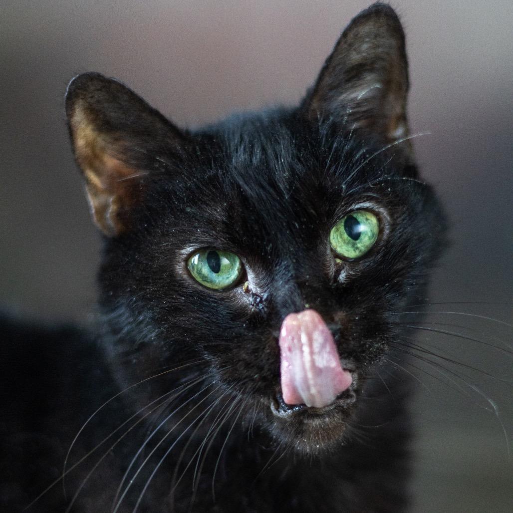 Enlarge Aurora, a Adoptable Domestic Medium Hair in Wilmington, DE image 3/4