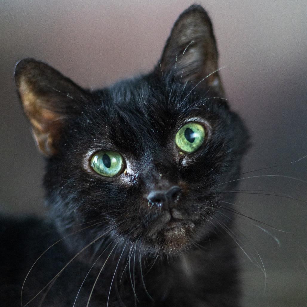 Enlarge Aurora, a Adoptable Domestic Medium Hair in Wilmington, DE image 4/4