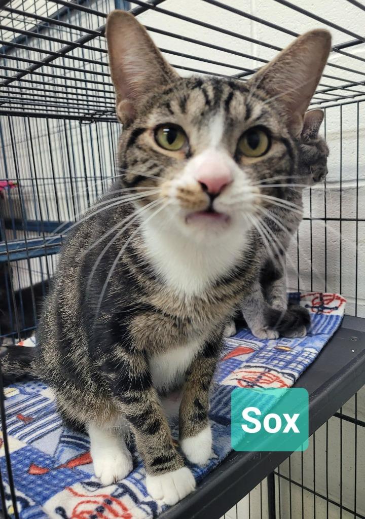 Enlarge Sox, a Adoptable mixed breed in Richmond, IN image 1/2