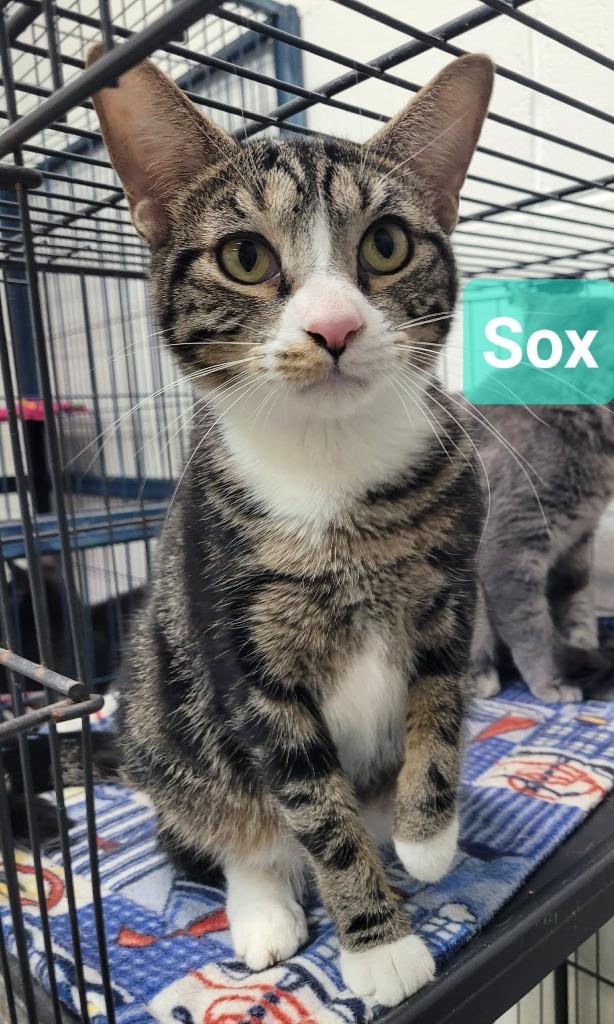 Enlarge Sox, a Adoptable mixed breed in Richmond, IN image 2/2