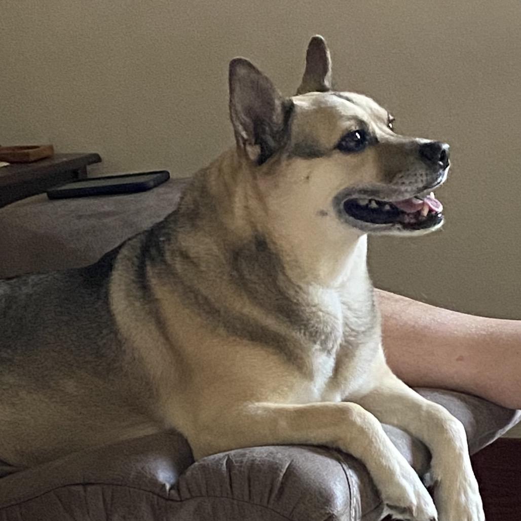 Nova, Adoptable, Senior Female Corgi & Mixed Breed.
