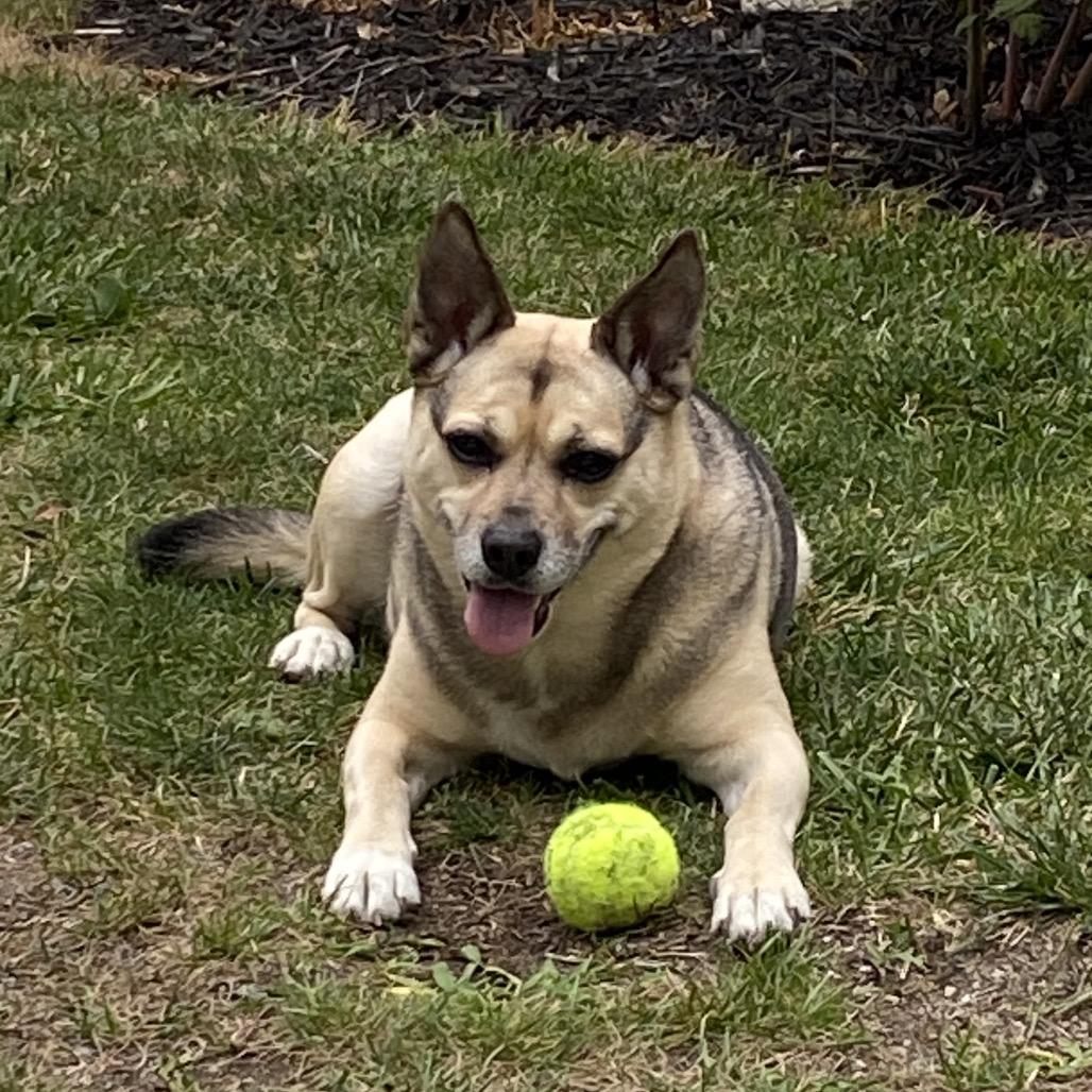 Enlarge Nova, a Adoptable mixed breed in Springboro, OH image 3/6