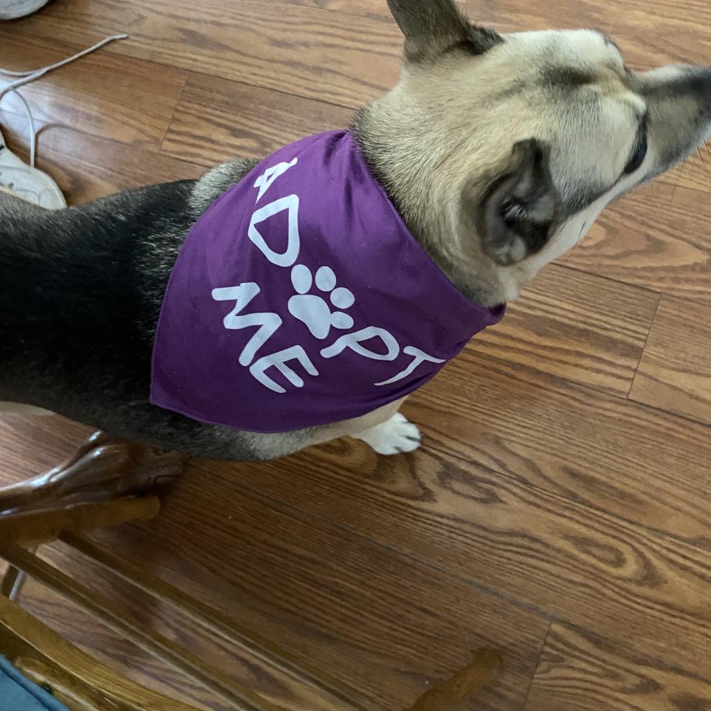 Enlarge Nova, a Adoptable mixed breed in Springboro, OH image 4/6