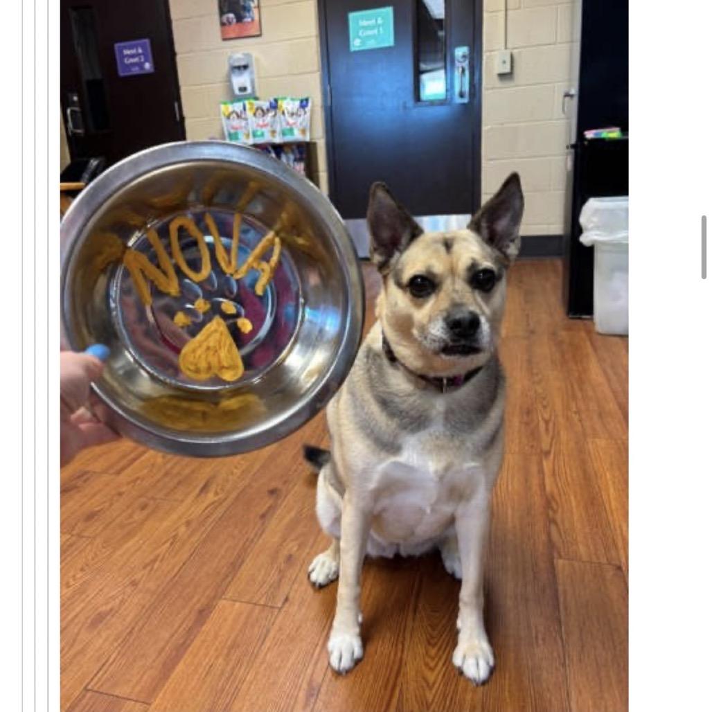 Enlarge Nova, a Adoptable mixed breed in Springboro, OH image 5/6
