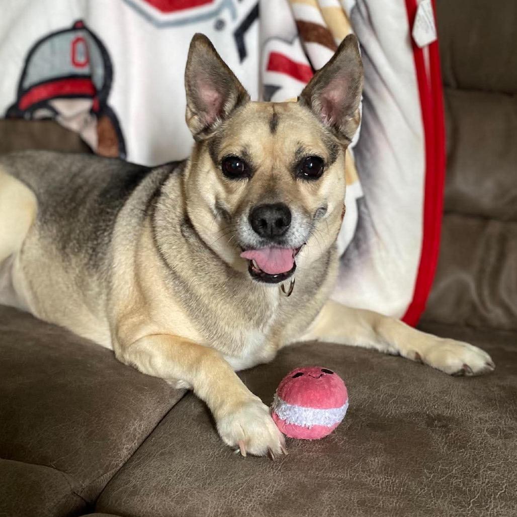Enlarge Nova, a Adoptable mixed breed in Springboro, OH image 6/6