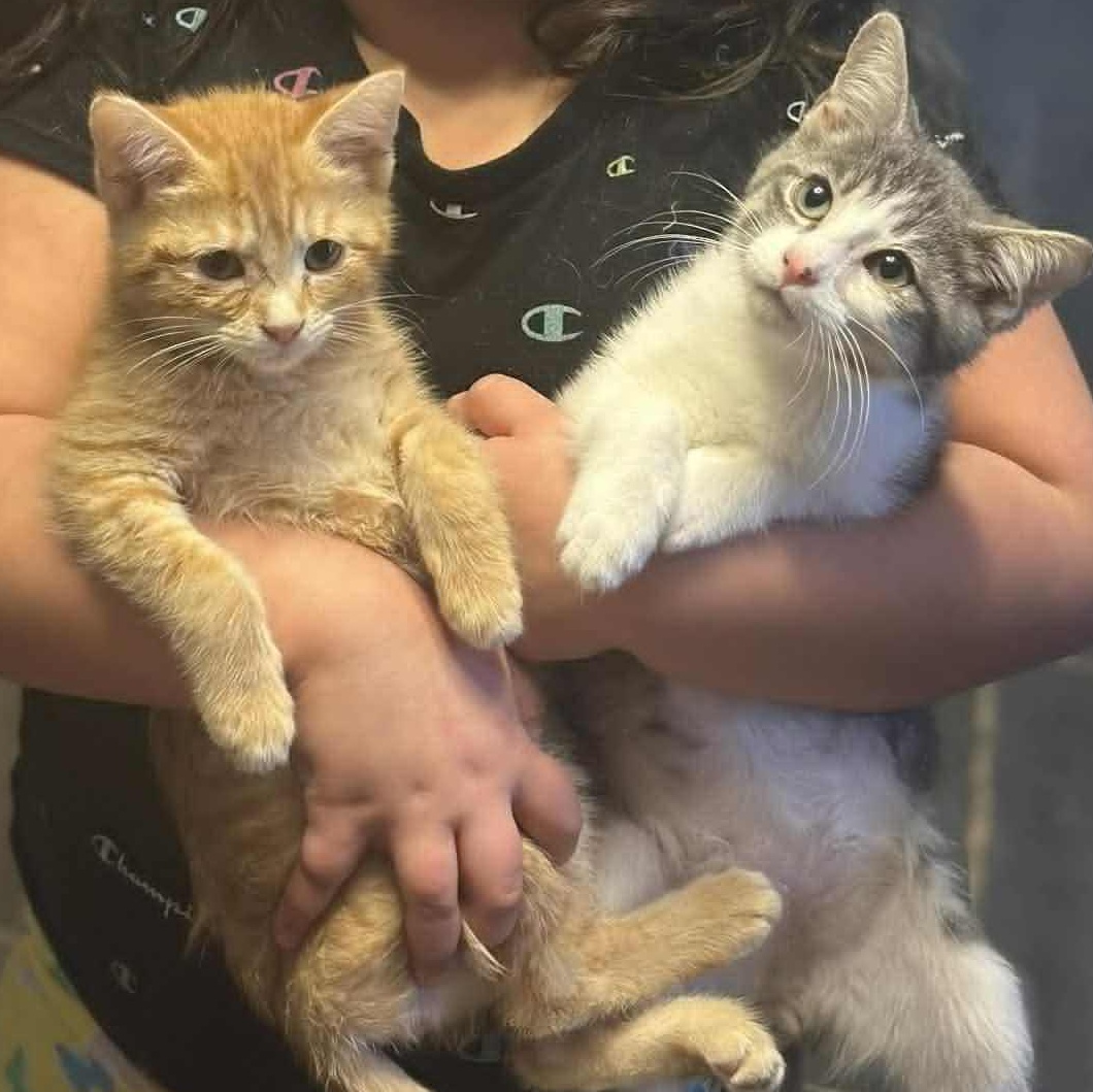 Enlarge Candy Cane & Slushy (Bonded Pair), an adopted Domestic Short Hair in Fulton, NY image 3/3