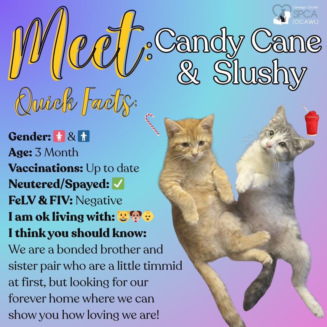 Enlarge Candy Cane & Slushy (Bonded Pair), an adopted Domestic Short Hair in Fulton, NY image 1/3