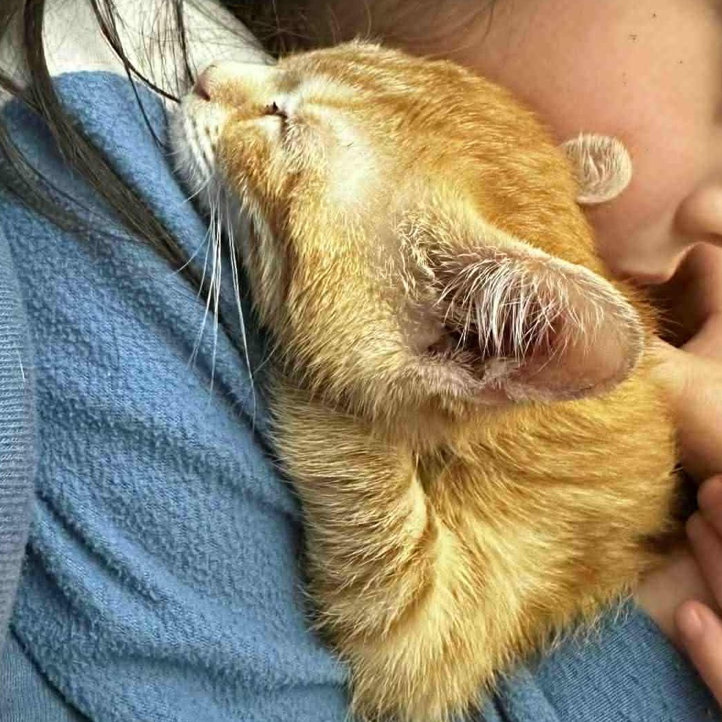 Enlarge Candy Cane & Slushy (Bonded Pair), an adopted Domestic Short Hair in Fulton, NY image 2/3