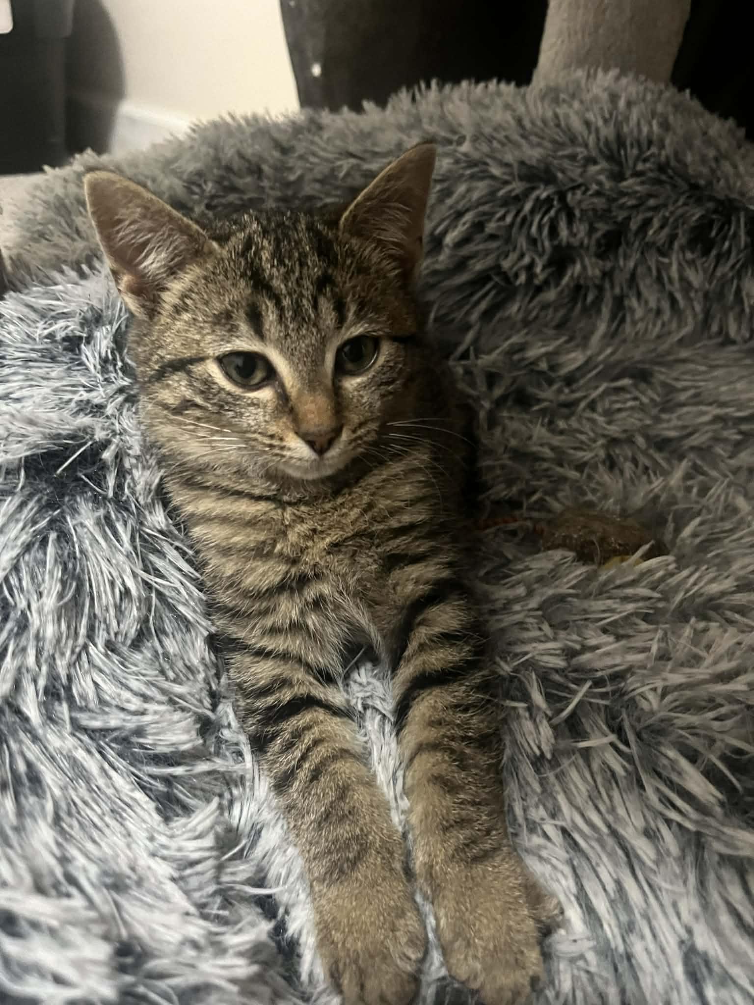 Velvet, a ADOPTABLE mixed breed in Campbellsville, KY image 4/5