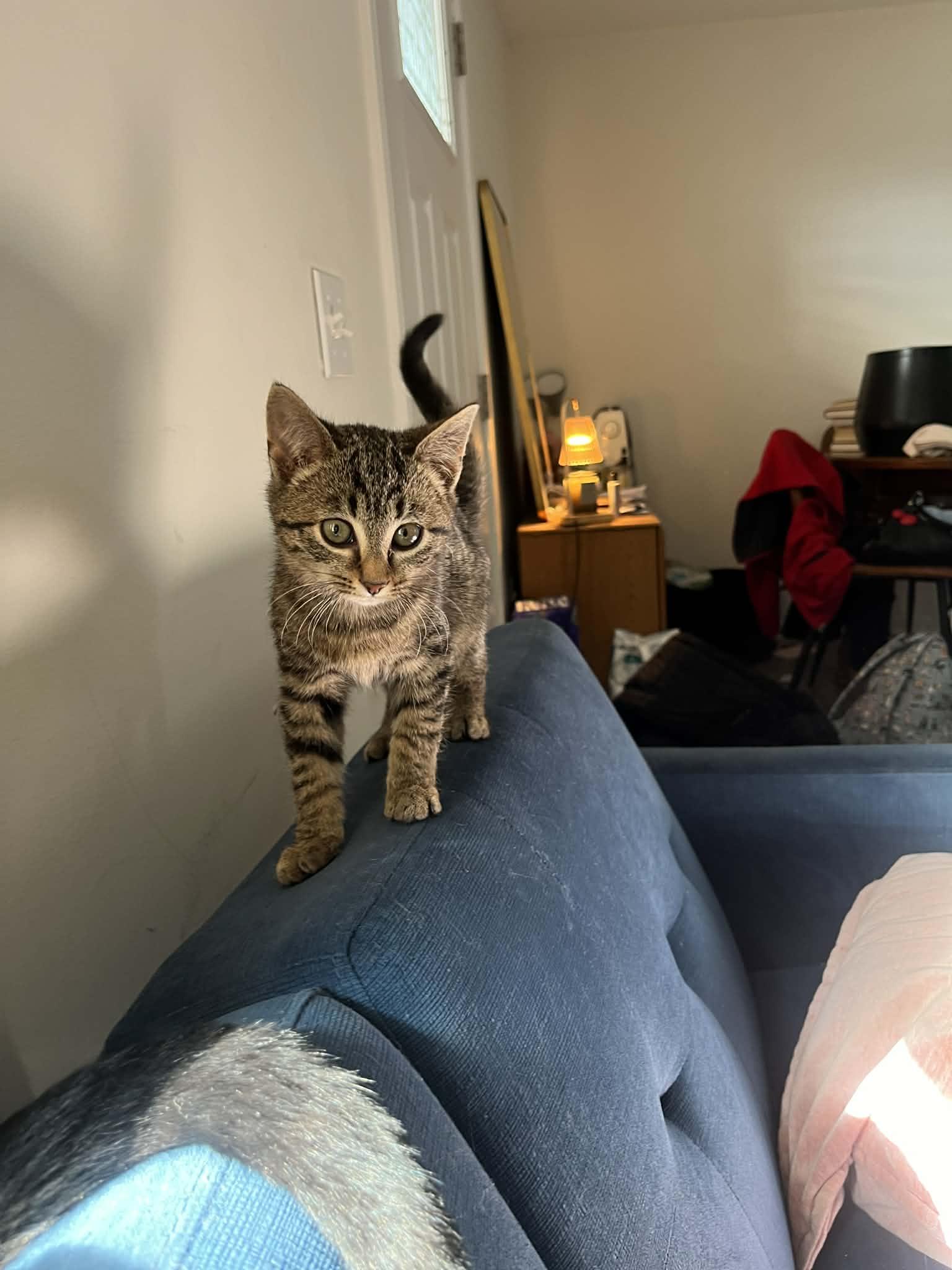 Velvet, a ADOPTABLE mixed breed in Campbellsville, KY image 3/5