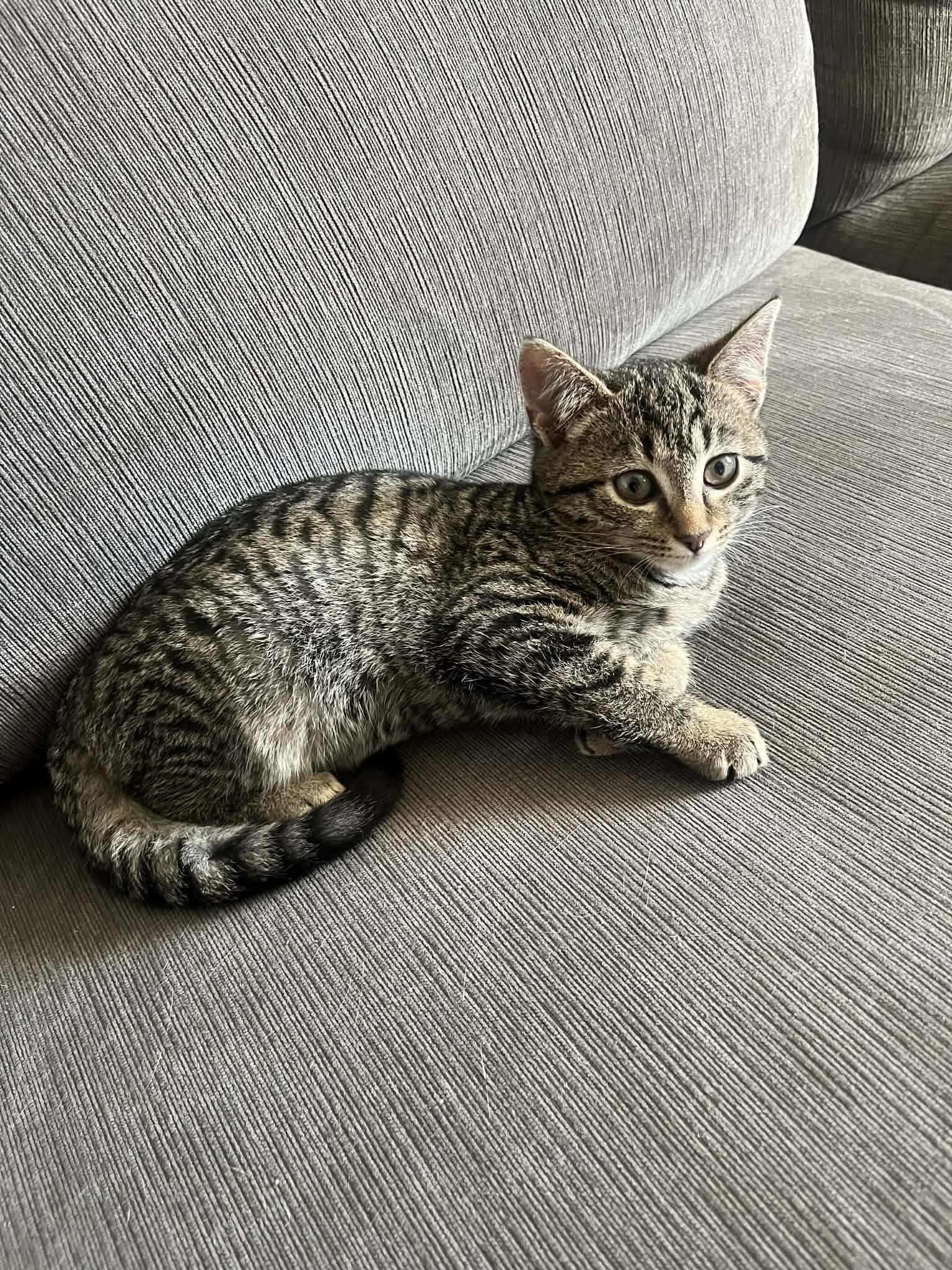 Velvet, a ADOPTABLE mixed breed in Campbellsville, KY image 2/5