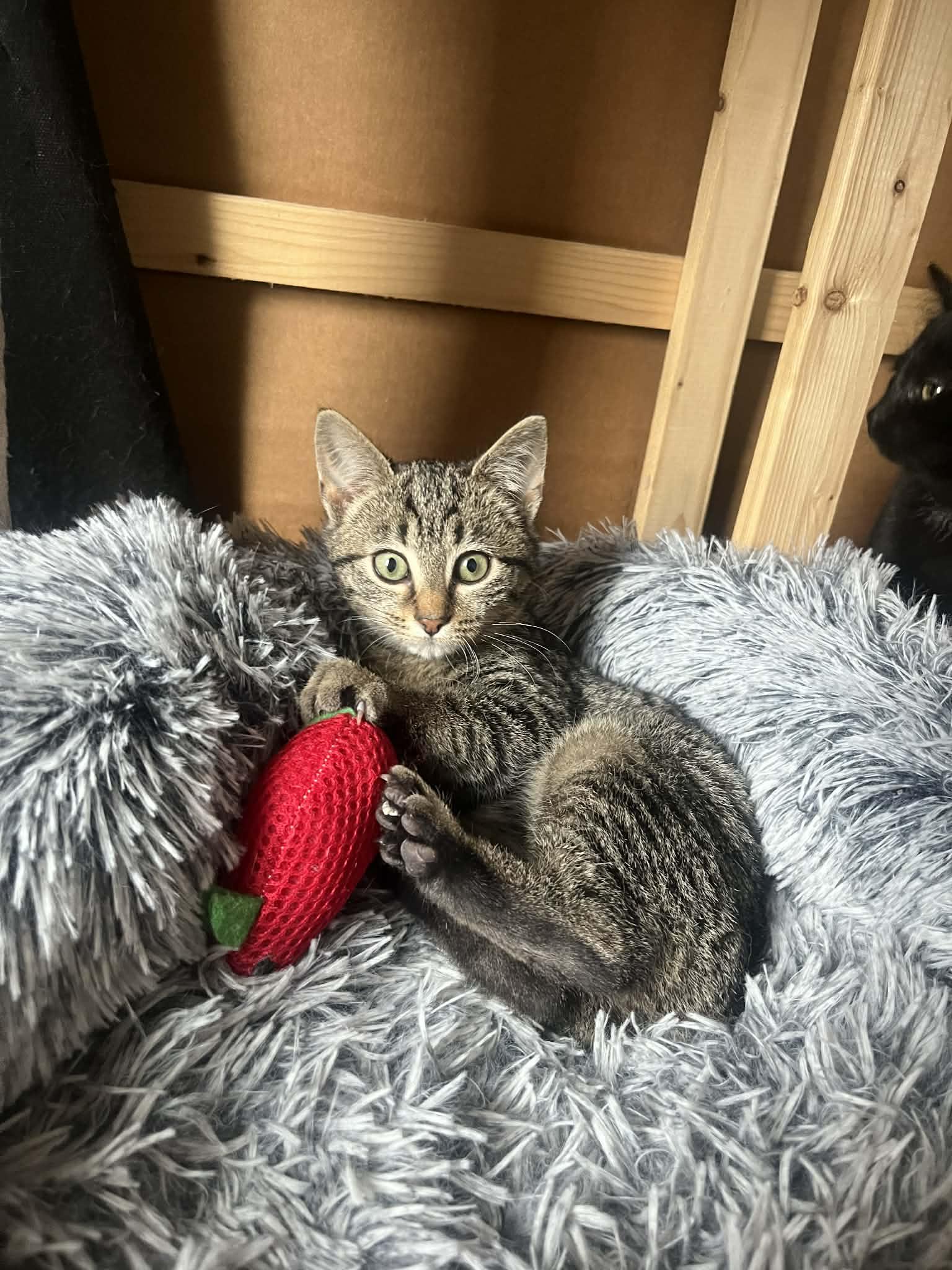 Velvet, ADOPTABLE, Kitten Female Domestic Short Hair & Tabby.