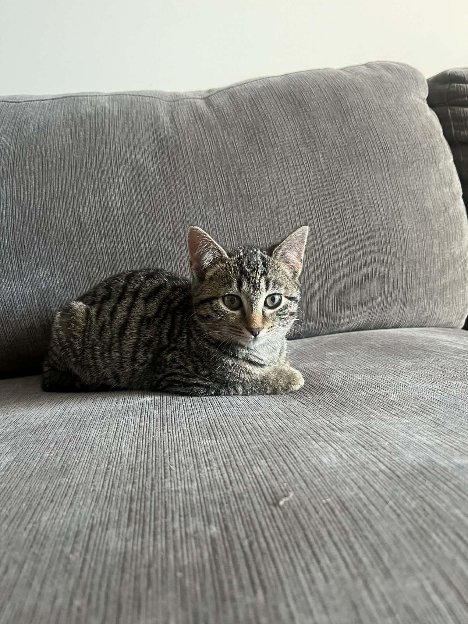 Velvet, a ADOPTABLE mixed breed in Campbellsville, KY image 5/5