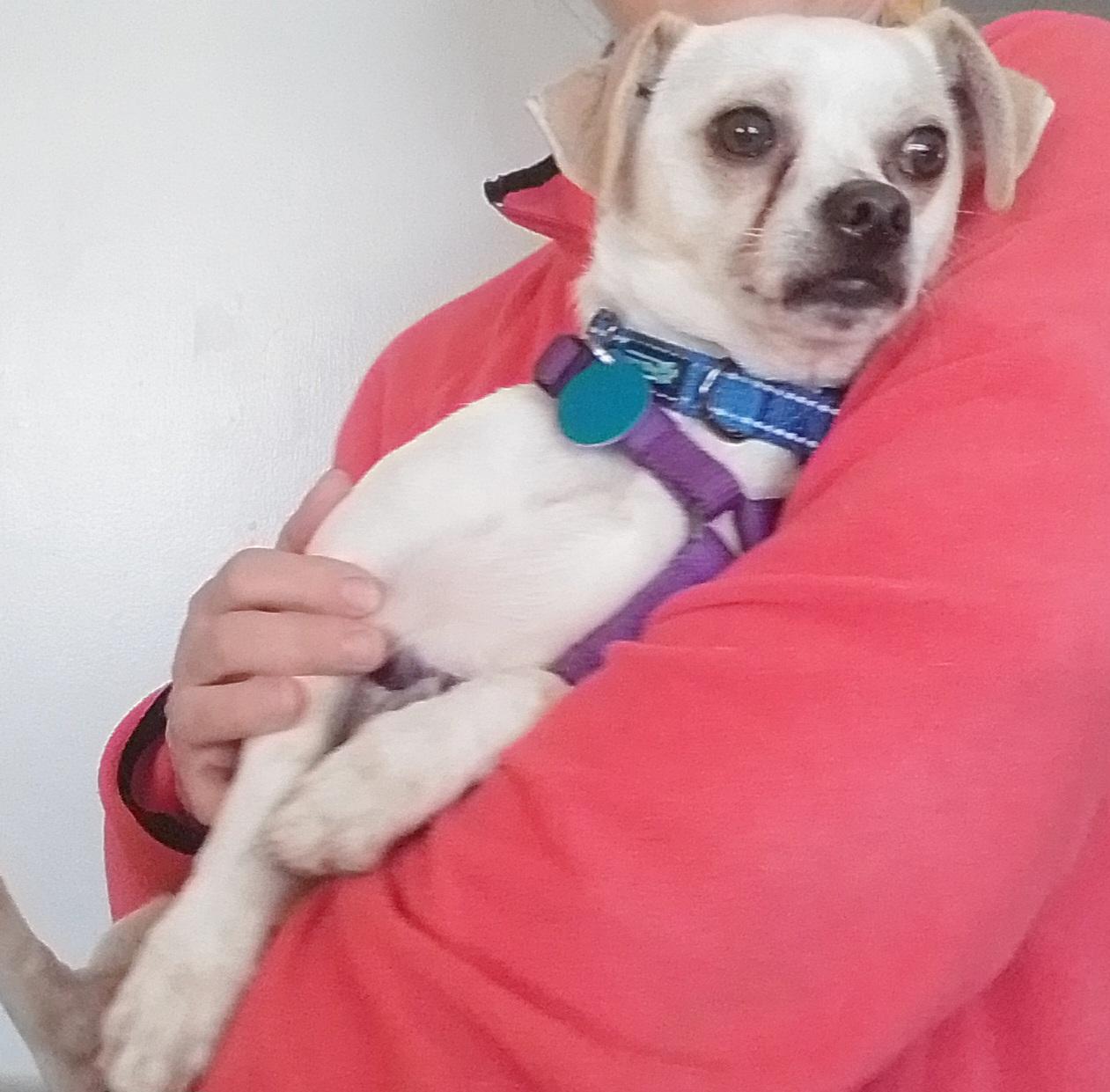 Enlarge Drake, a Adoptable mixed breed in Oroville, WA image 2/6