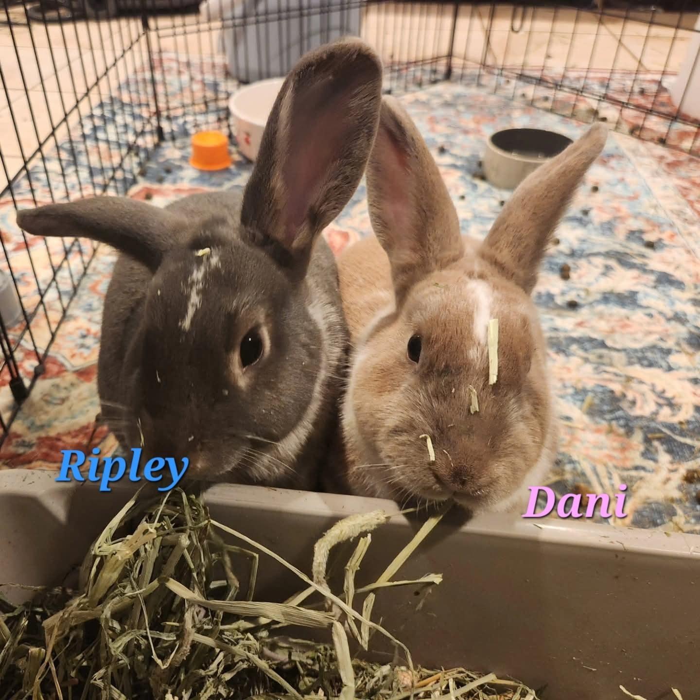 Enlarge Ripley & Dani, a Adoptable English Spot in Seymour, CT image 1/5