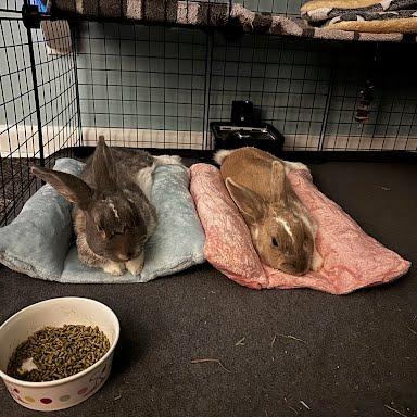 Ripley & Dani, a Adoptable English Spot in Seymour, CT image 5/5