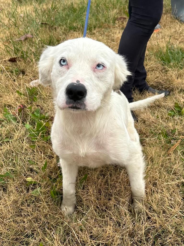 Blizzard, a Adoptable Mixed Breed in Jonesboro, AR image 4/4