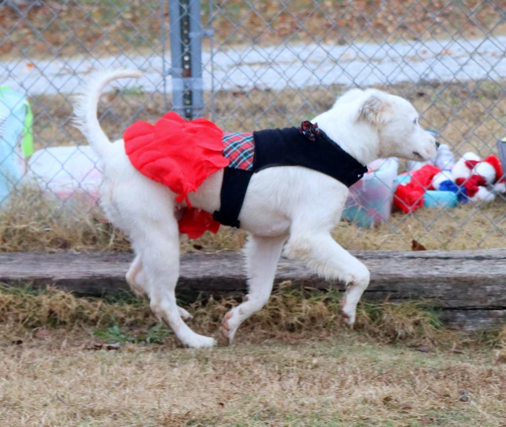 Blizzard, a Adoptable Mixed Breed in Jonesboro, AR image 3/4
