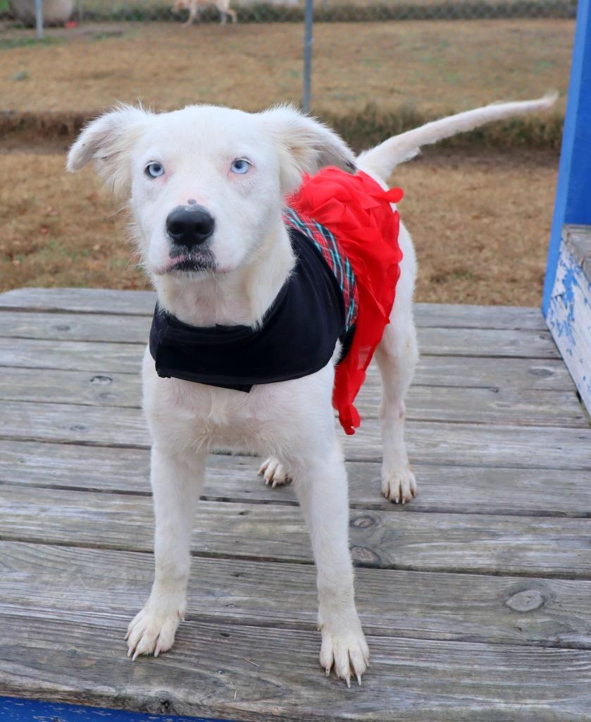 Blizzard, a Adoptable Mixed Breed in Jonesboro, AR image 1/4