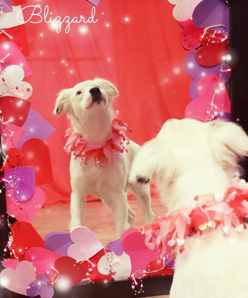 Blizzard, a Adoptable Mixed Breed in Jonesboro, AR image 2/4