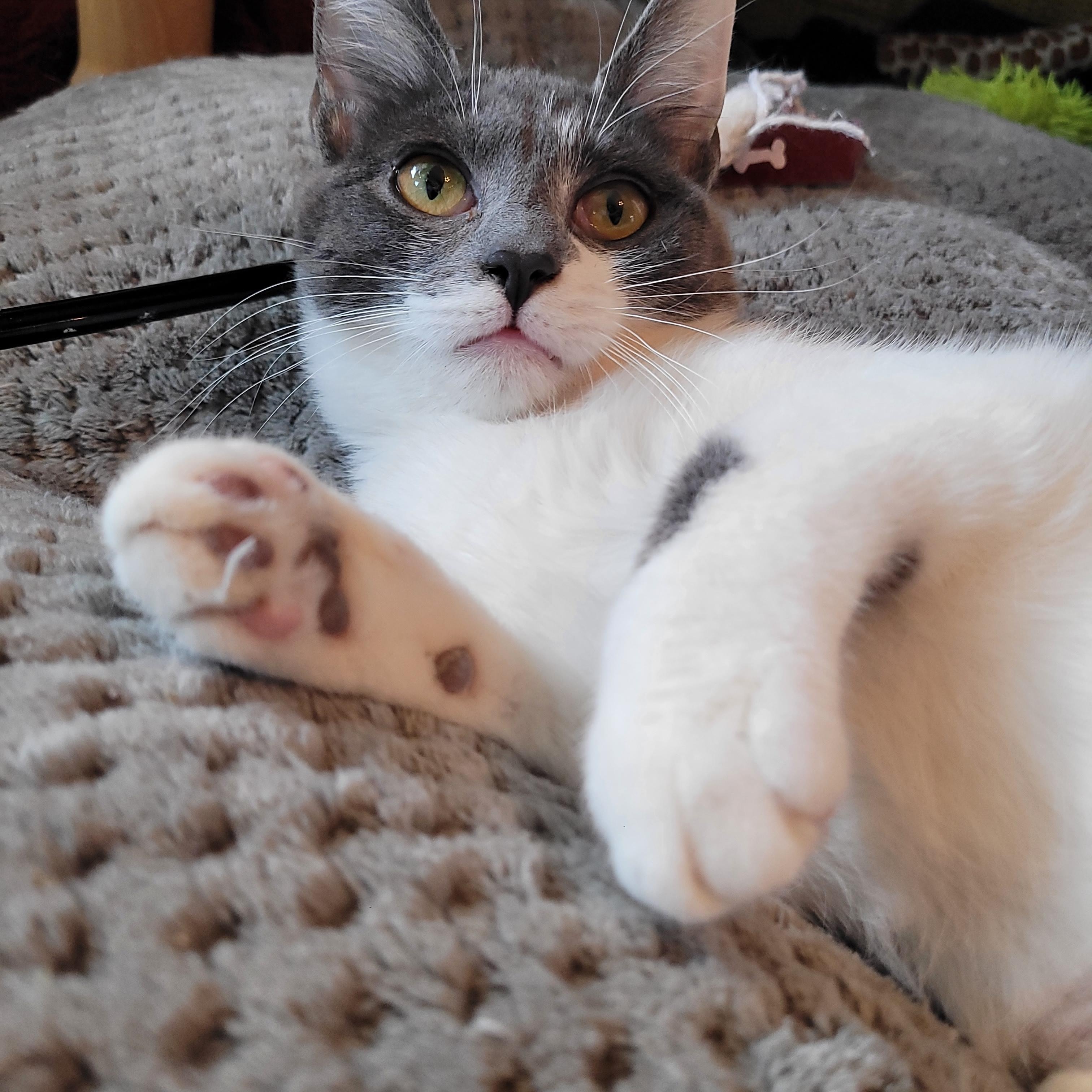 Enlarge Cleo, a ADOPTABLE Domestic Short Hair in Indianapolis, IN image 4/6