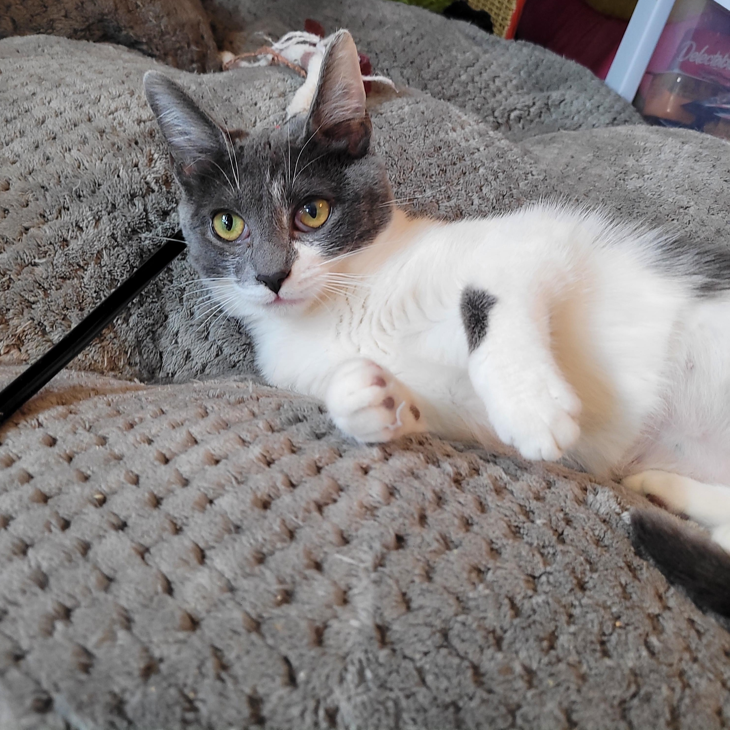 Enlarge Cleo, a ADOPTABLE Domestic Short Hair in Indianapolis, IN image 5/6