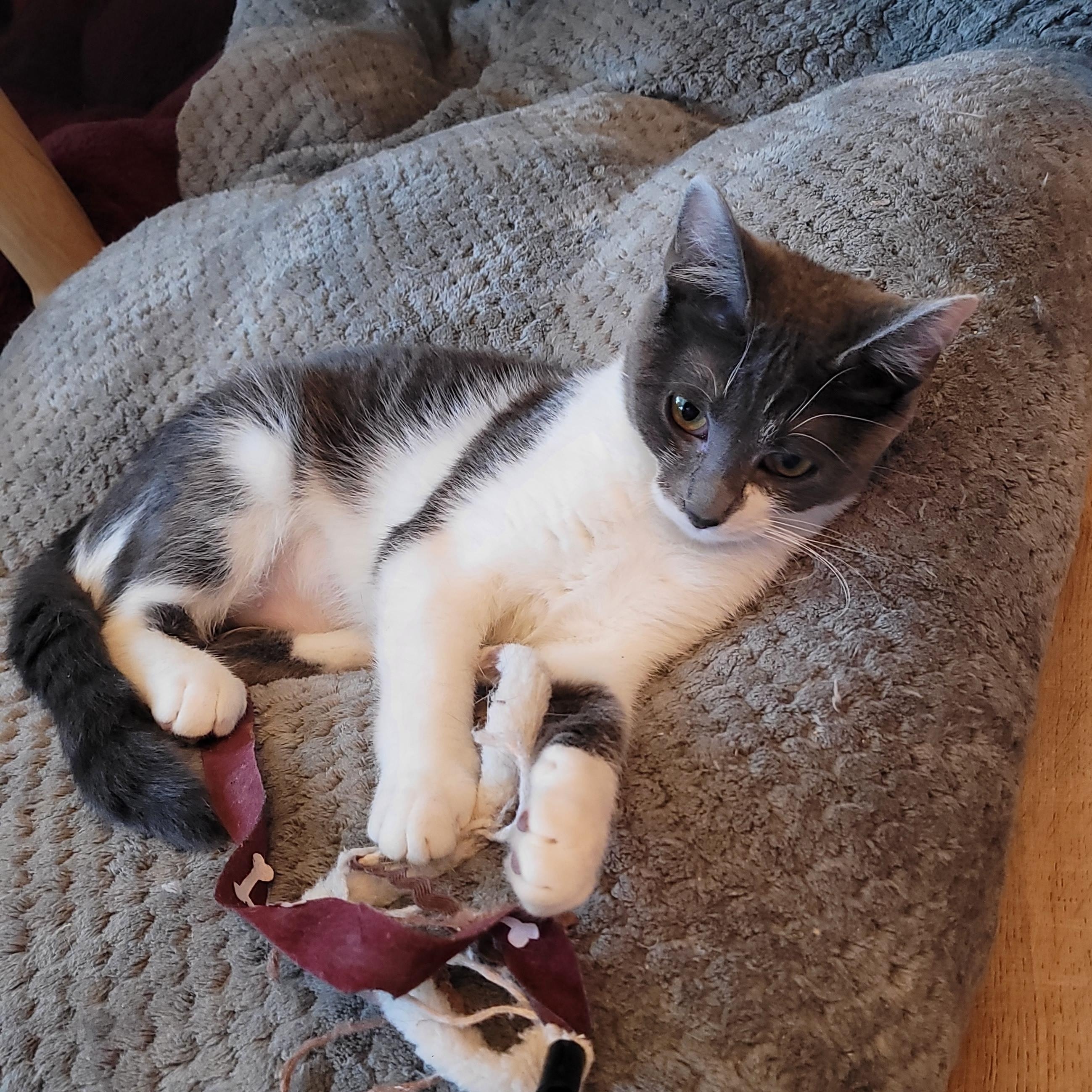 Enlarge Cleo, a ADOPTABLE Domestic Short Hair in Indianapolis, IN image 2/6