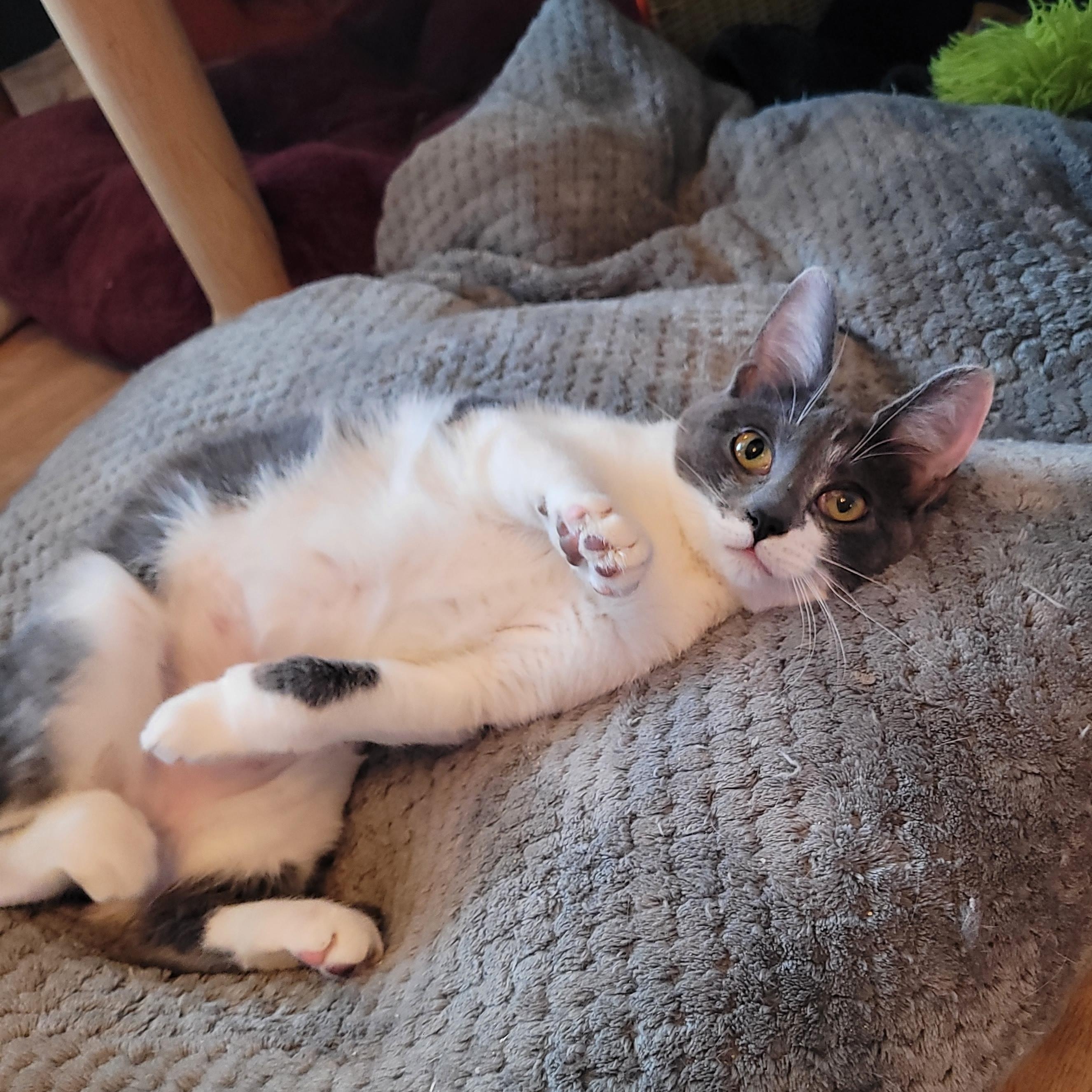 Enlarge Cleo, a ADOPTABLE Domestic Short Hair in Indianapolis, IN image 3/6