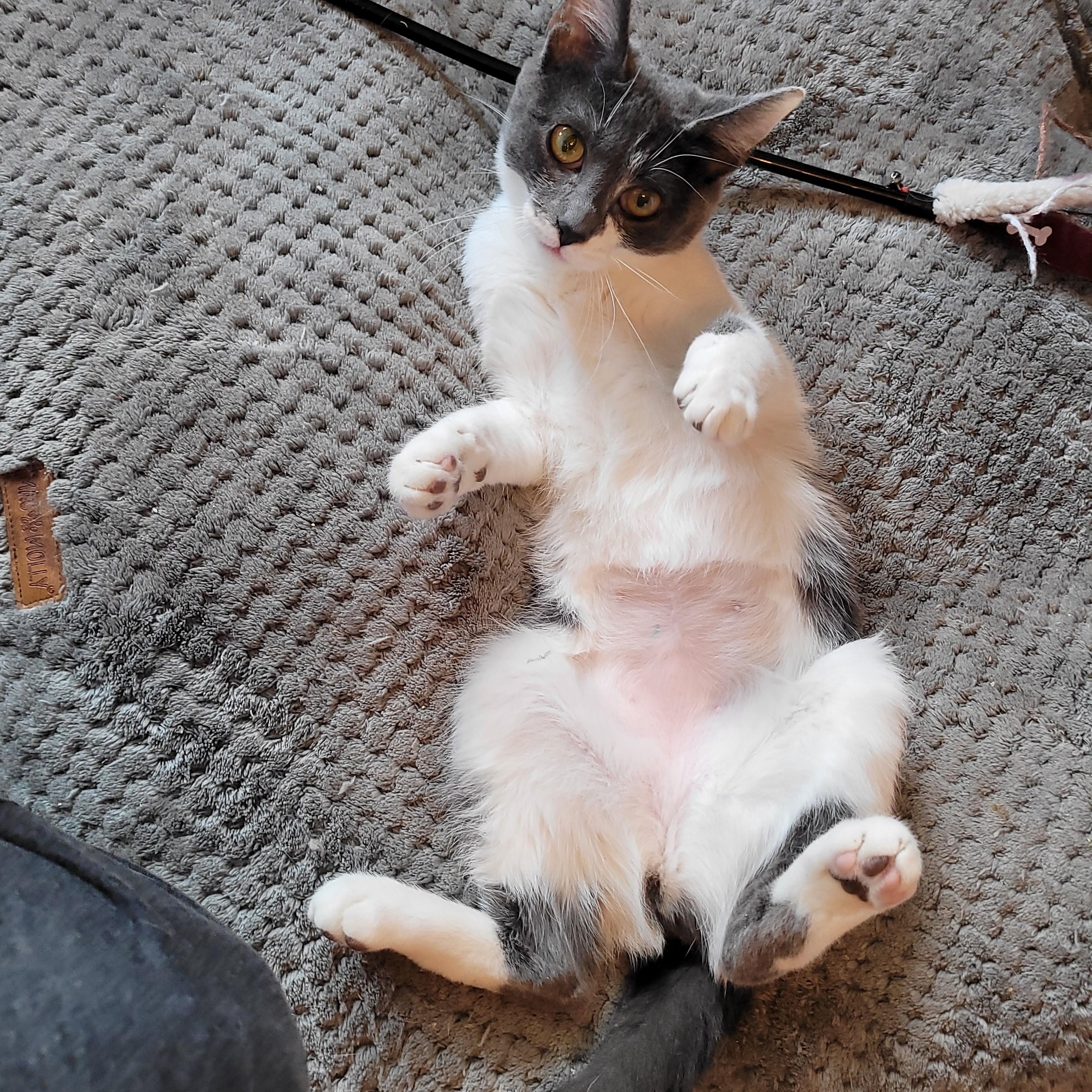 Enlarge Cleo, a ADOPTABLE Domestic Short Hair in Indianapolis, IN image 6/6