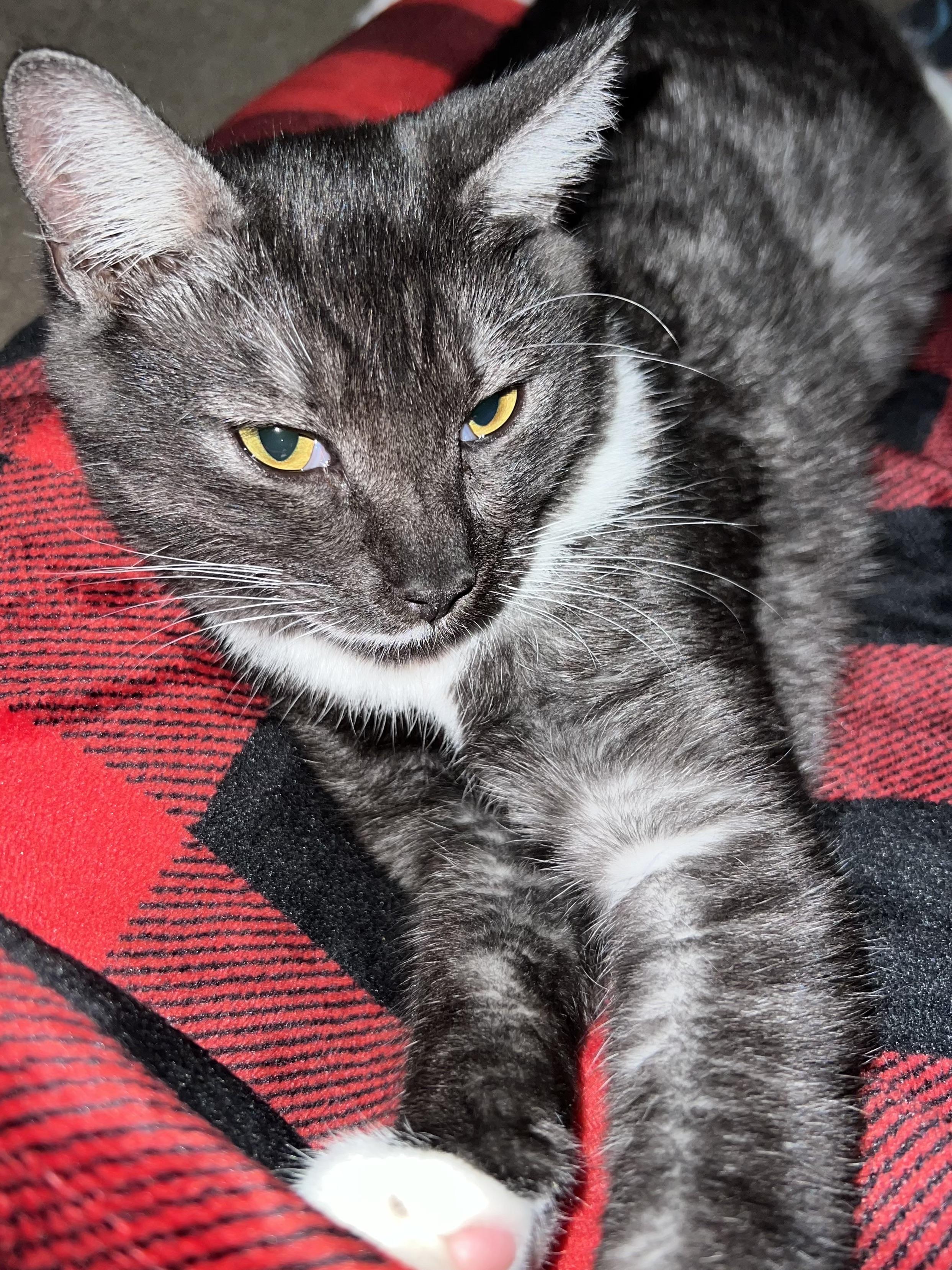 Enlarge Cory, a Adopted Domestic Short Hair in Kamloops, BC image 1/6