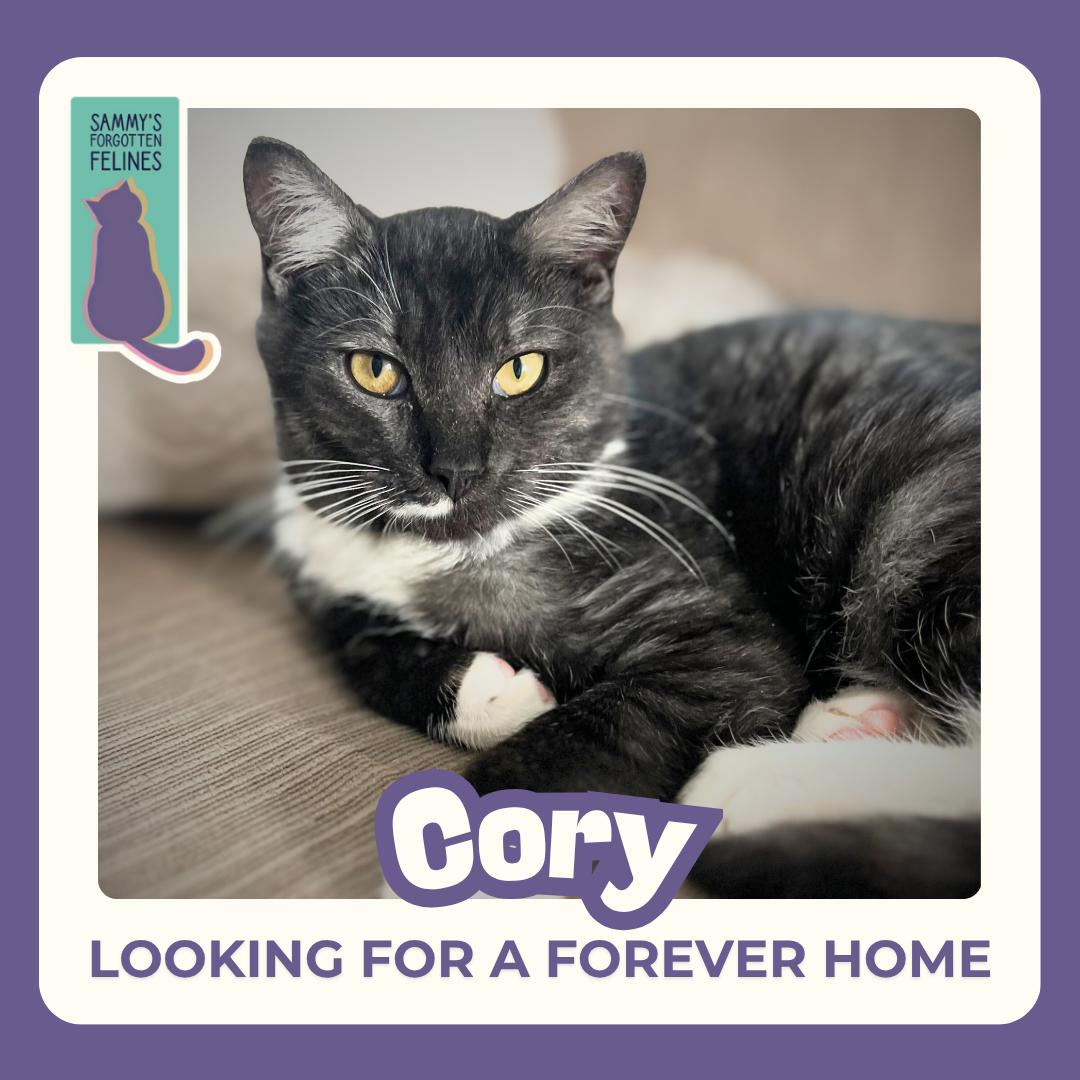 Enlarge Cory, a Adopted Domestic Short Hair in Kamloops, BC image 2/6