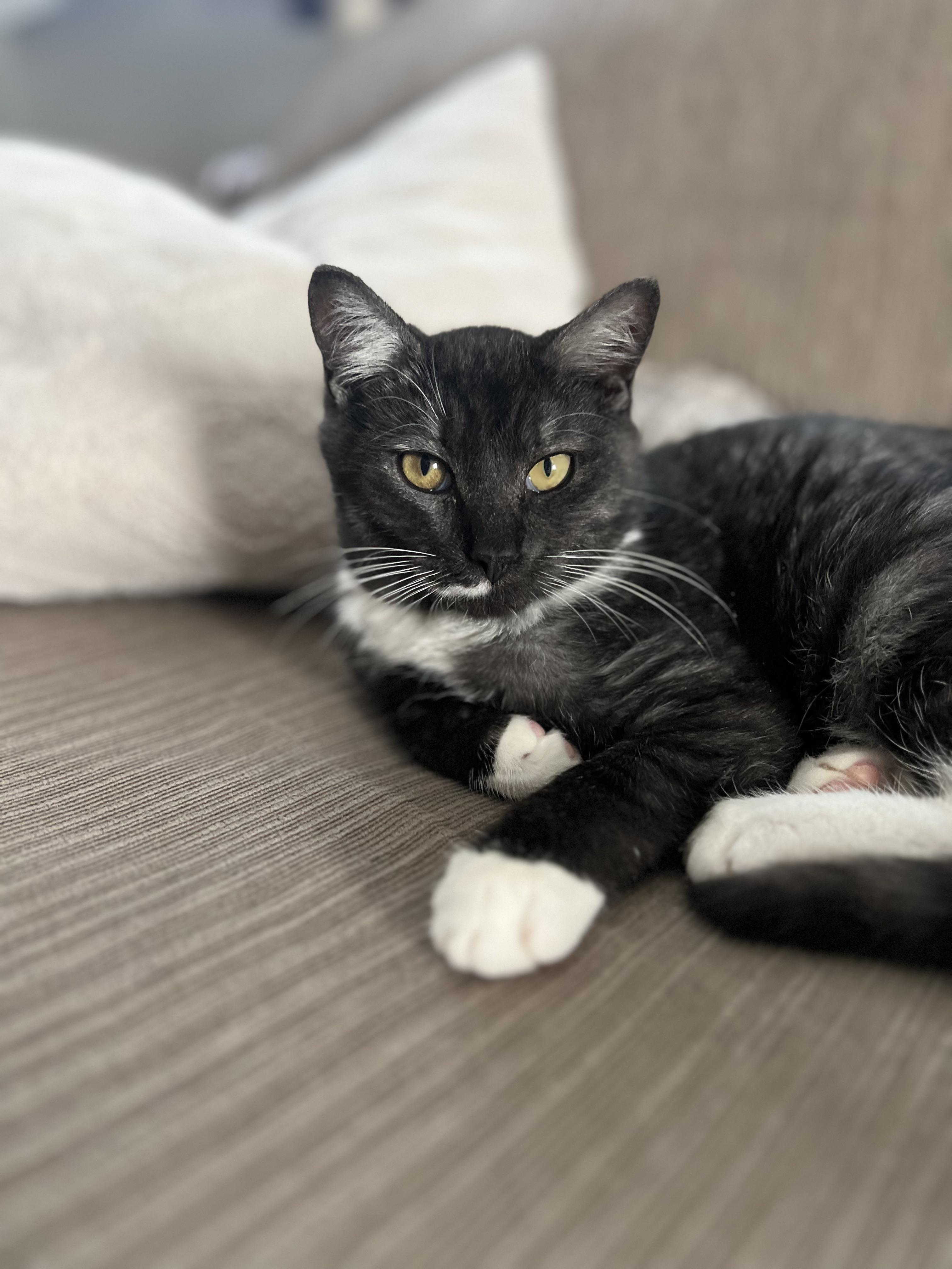 Enlarge Cory, a Adopted Domestic Short Hair in Kamloops, BC image 3/6