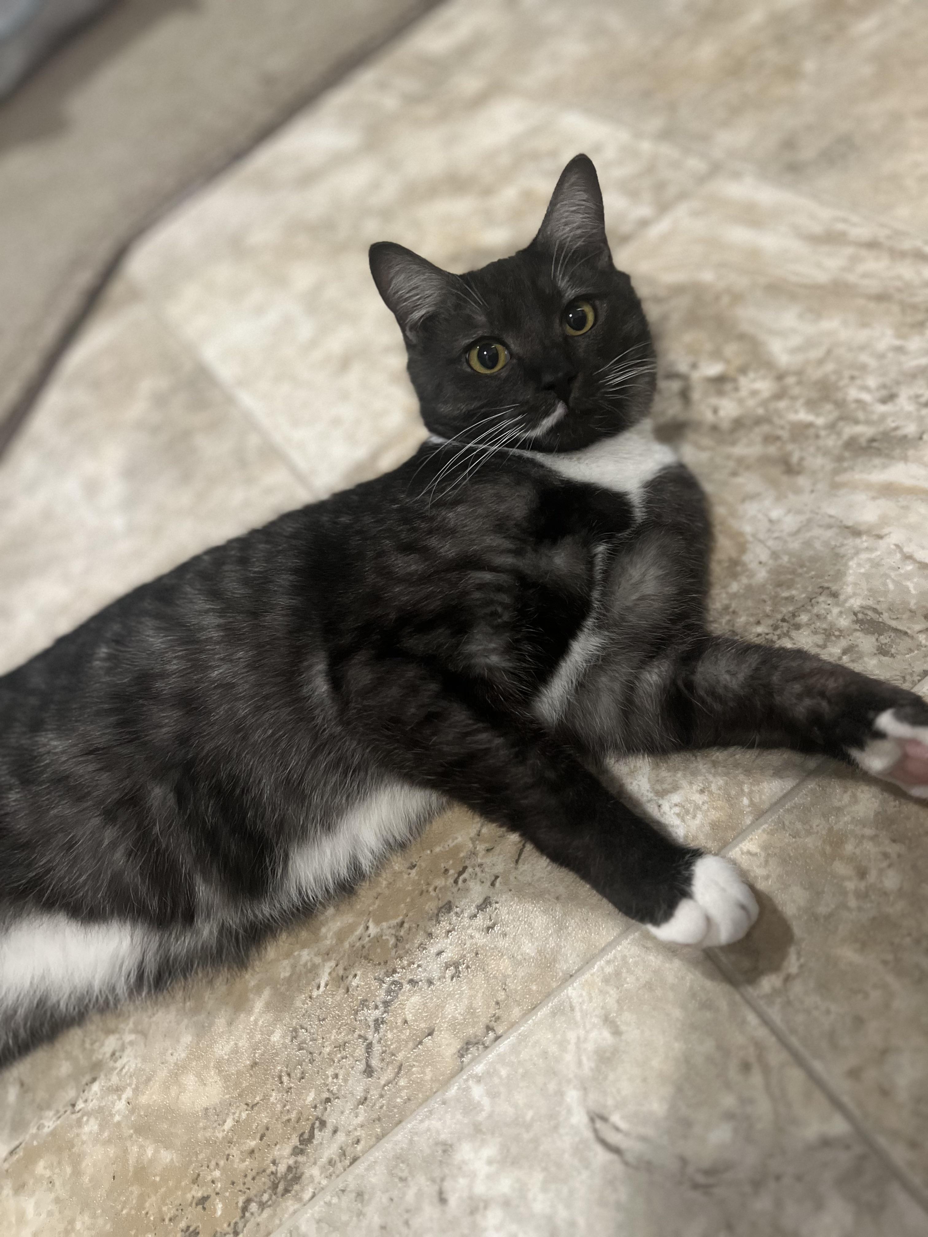 Enlarge Cory, a Adopted Domestic Short Hair in Kamloops, BC image 4/6