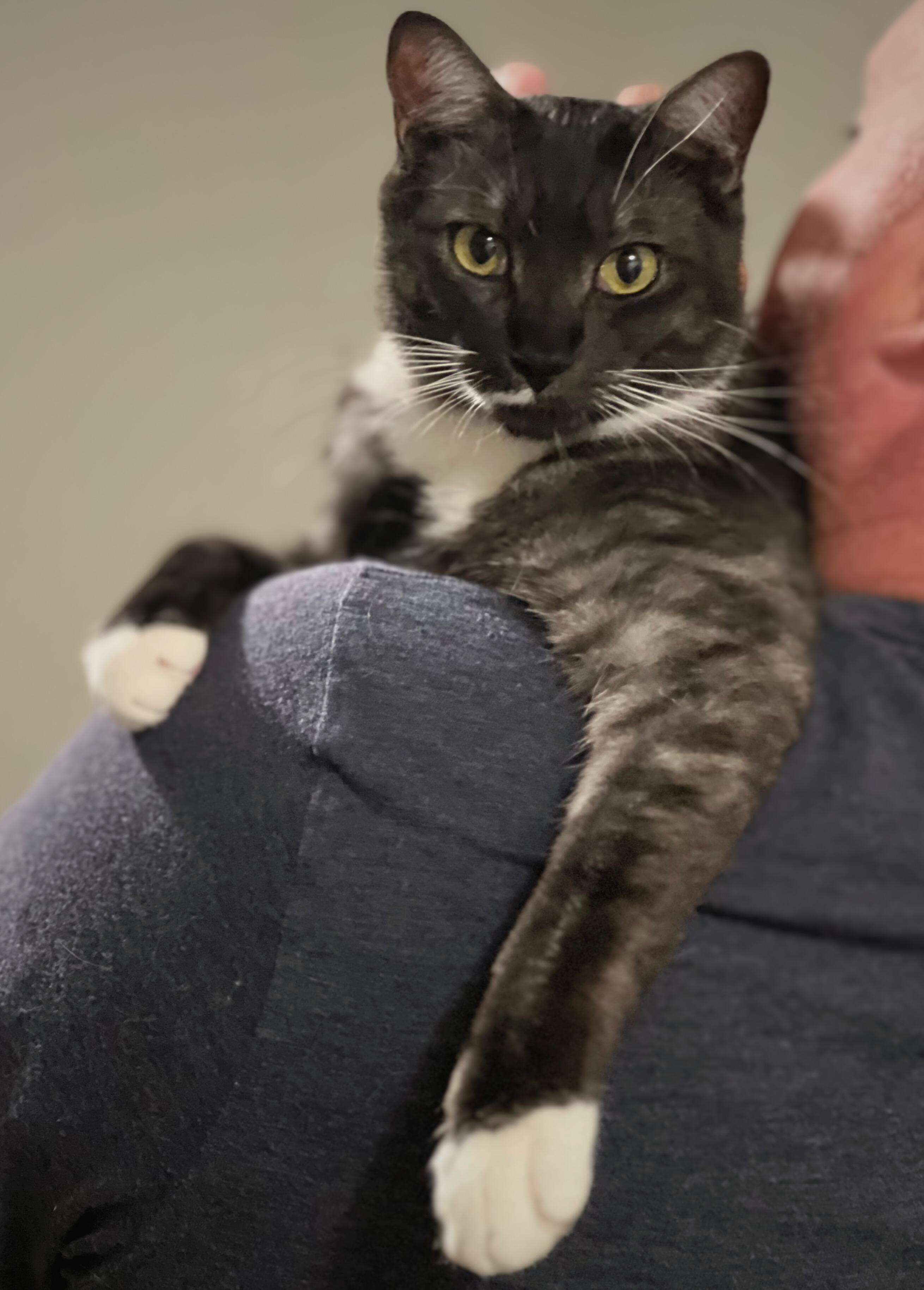 Enlarge Cory, a Adopted Domestic Short Hair in Kamloops, BC image 5/6