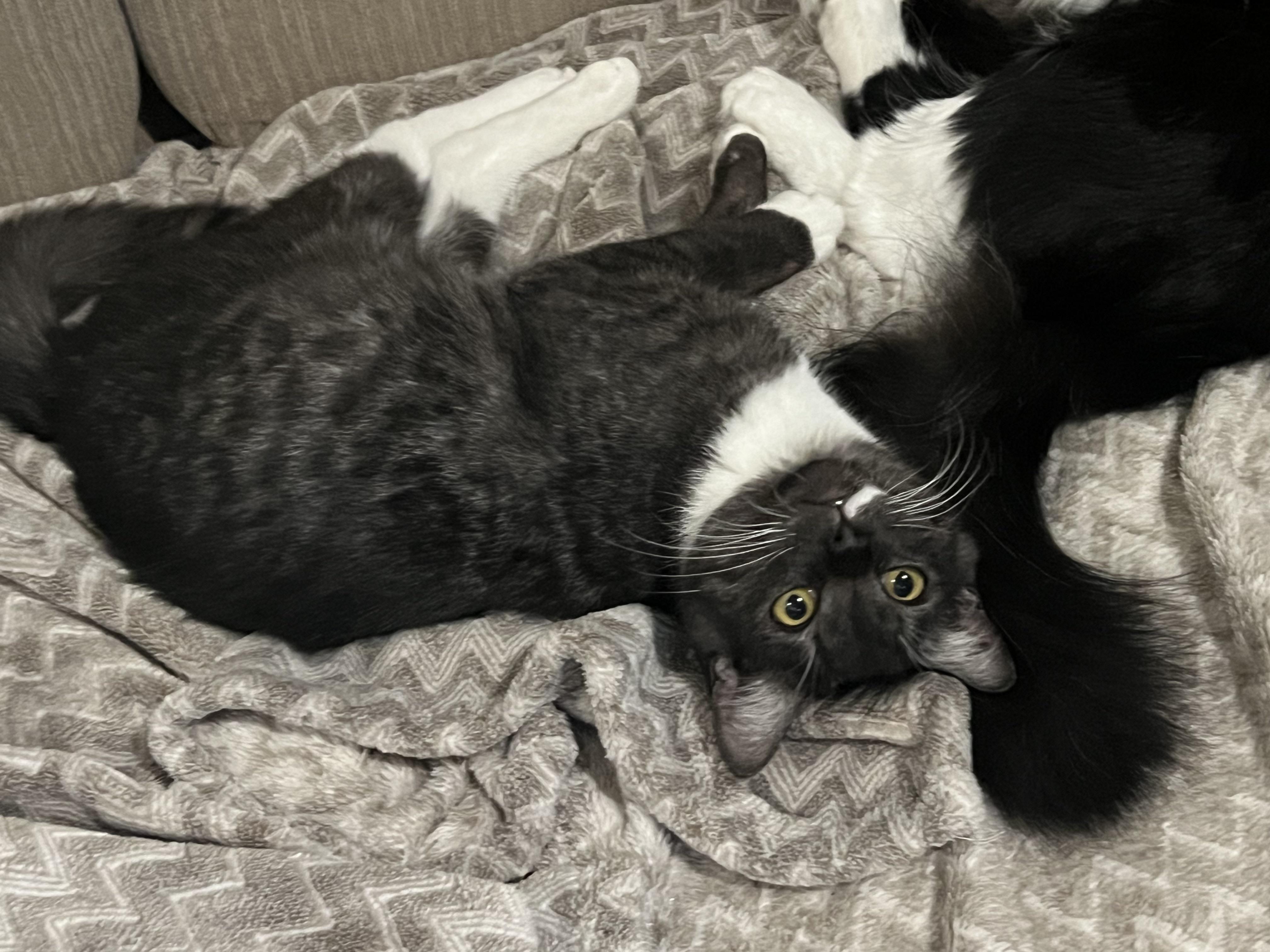 Enlarge Cory, a Adopted Domestic Short Hair in Kamloops, BC image 6/6