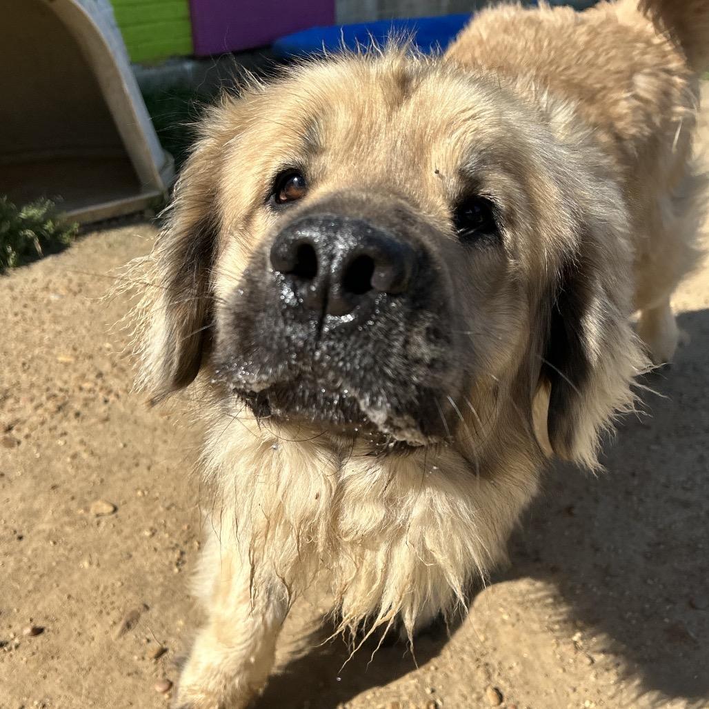 Enlarge Beary, a Adoptable mixed breed in West Point, MS image 2/5