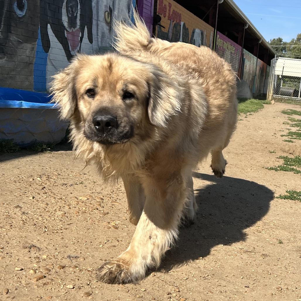 Enlarge Beary, a Adoptable mixed breed in West Point, MS image 3/5