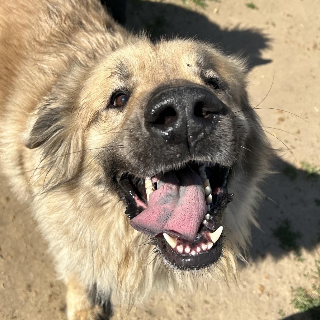 Enlarge Beary, a Adoptable mixed breed in West Point, MS image 4/5
