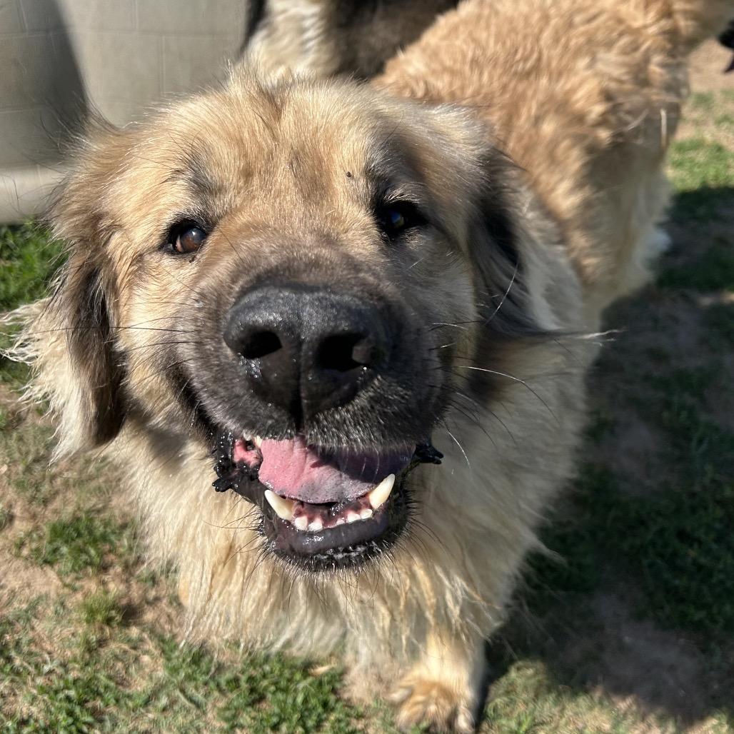 Enlarge Beary, a Adoptable mixed breed in West Point, MS image 5/5