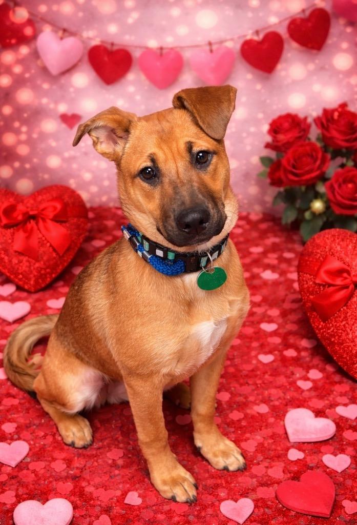 Reba McEntire, Adoptable, Puppy Female Mixed Breed.