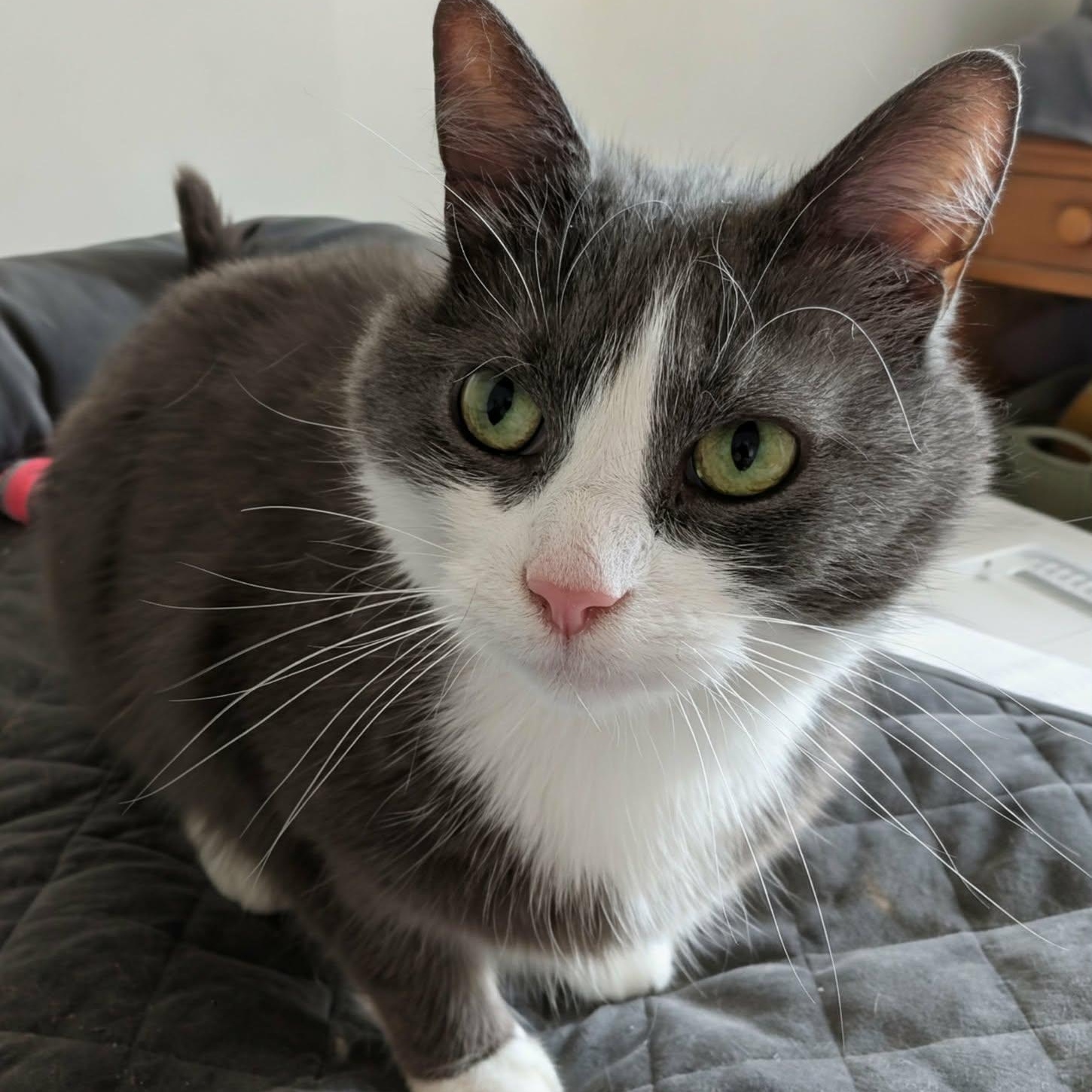 Grady, adoptable, Young Male Domestic Short Hair.