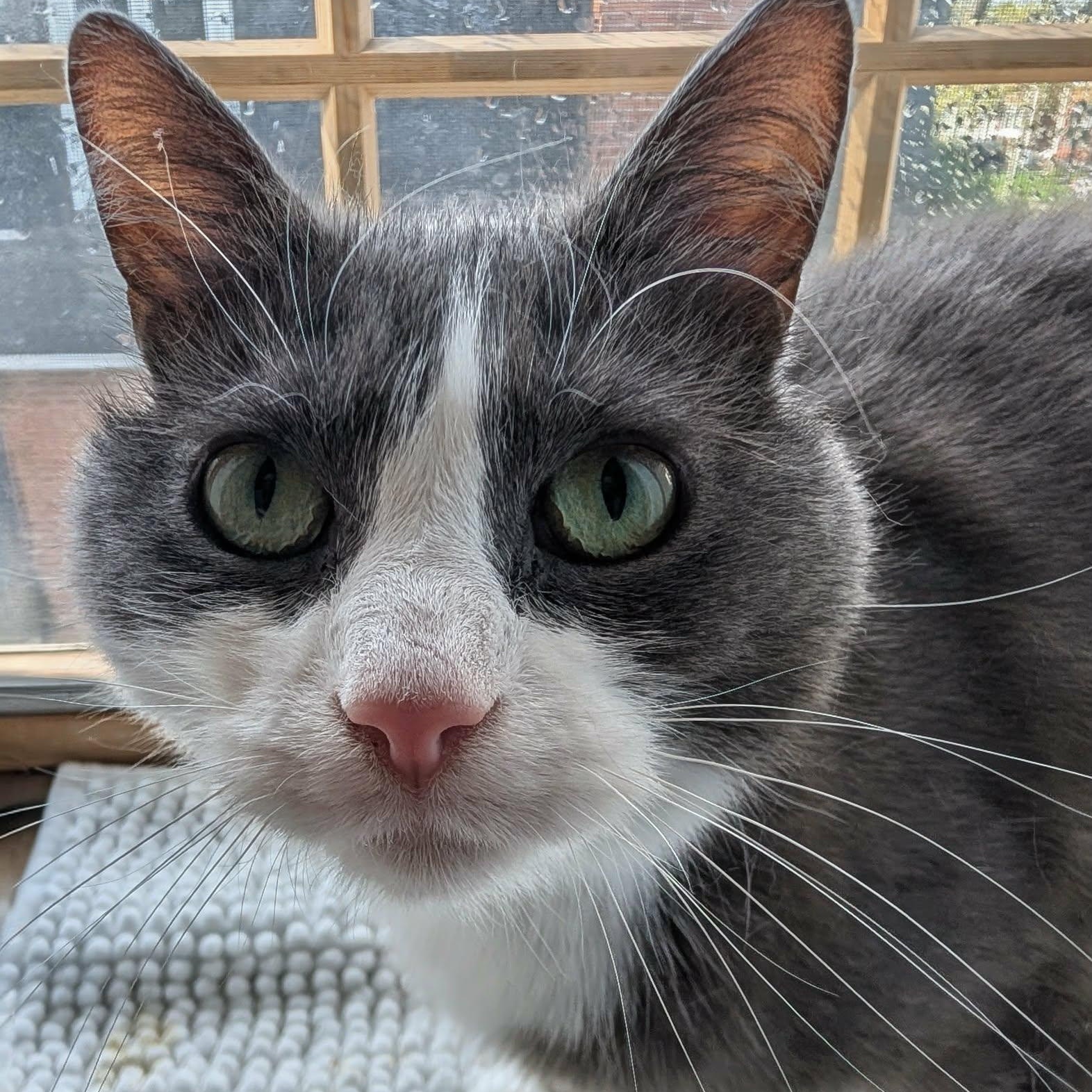 Grady, an adoptable Domestic Short Hair in Montreal, QC image 2/6