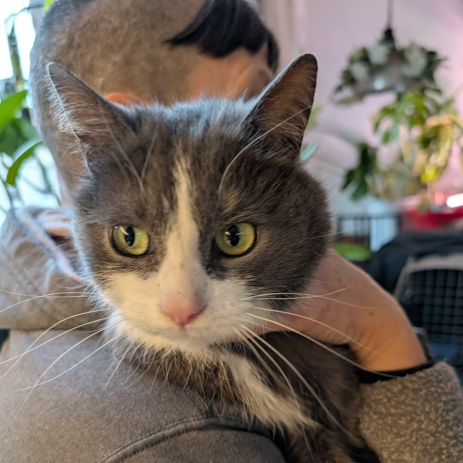 Grady, an adoptable Domestic Short Hair in Montreal, QC image 1/6