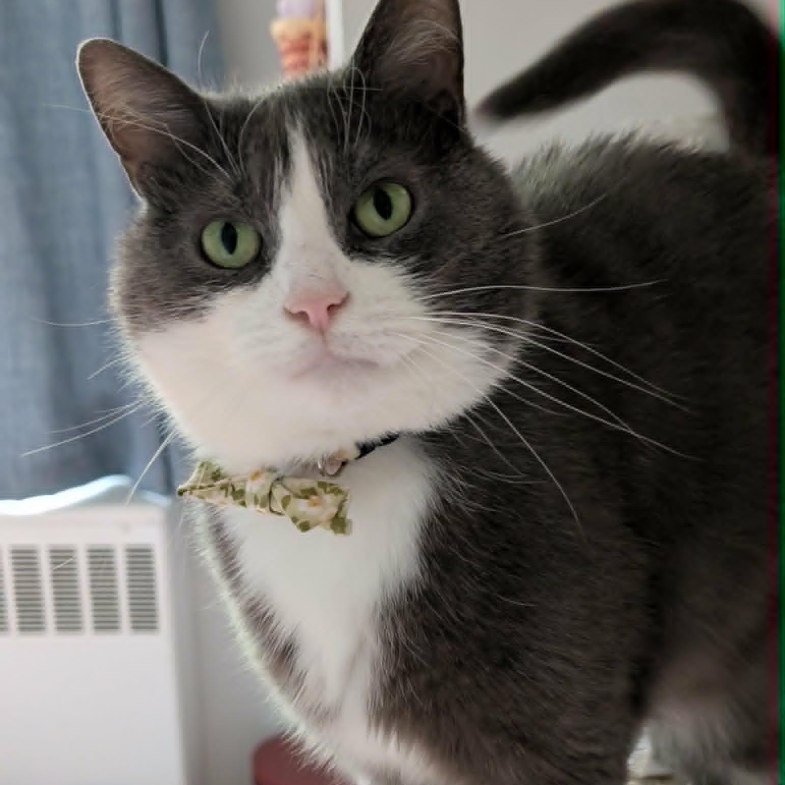 Grady, an adoptable Domestic Short Hair in Montreal, QC image 1/6