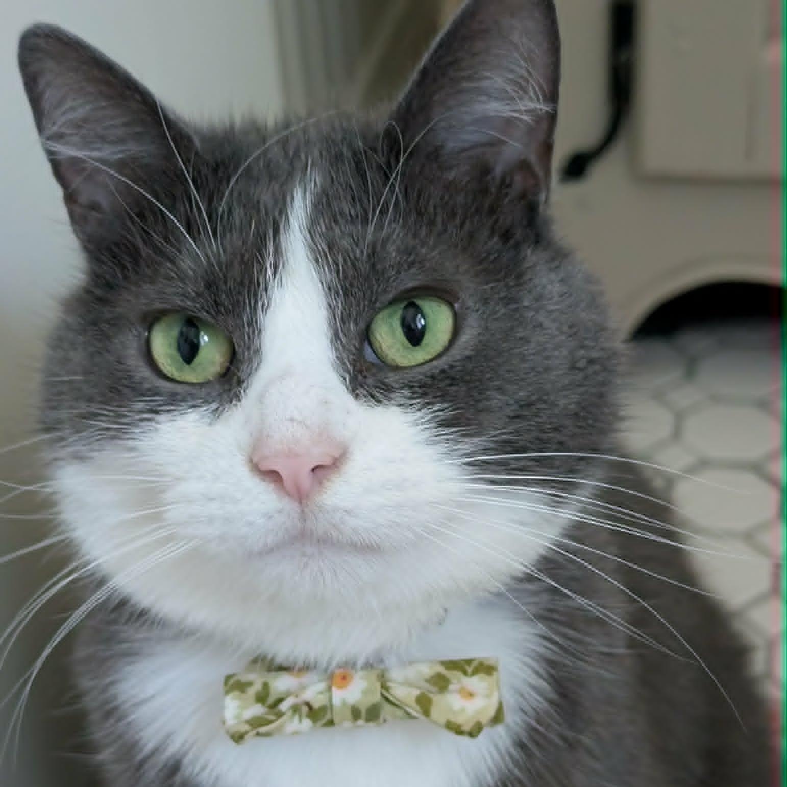 Grady, adoptable, Young Male Domestic Short Hair.