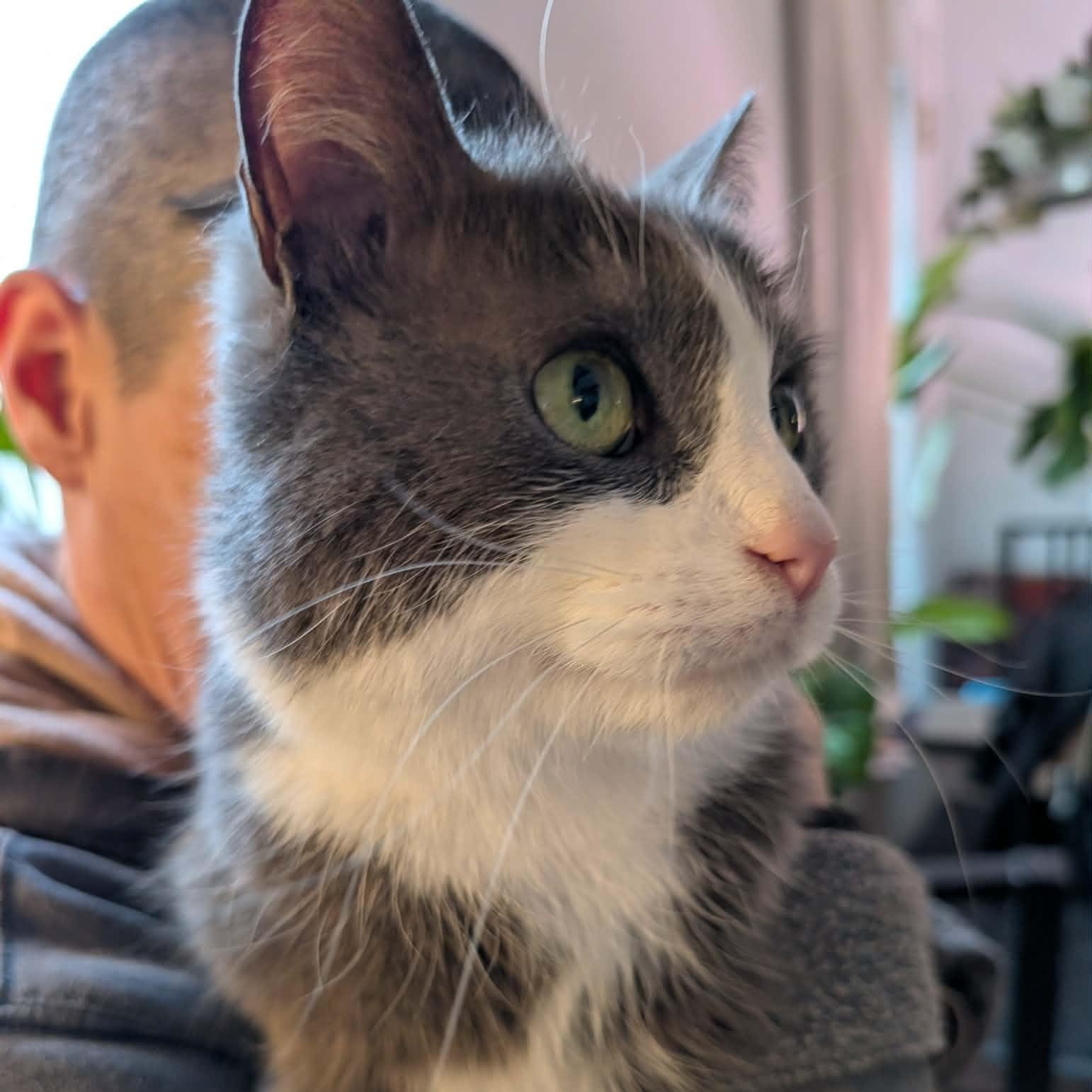 Grady, an adoptable Domestic Short Hair in Montreal, QC image 3/6