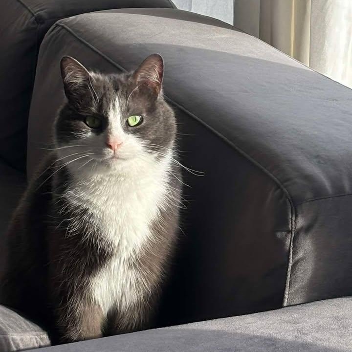 Grady, an adoptable Domestic Short Hair in Montreal, QC image 6/6