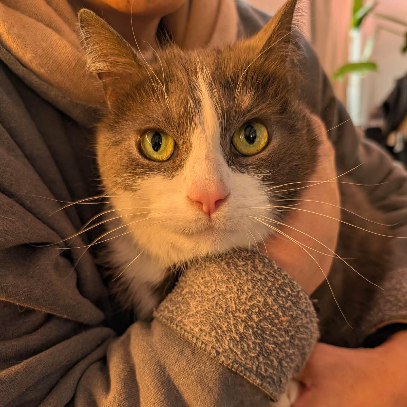 Grady, an adoptable Domestic Short Hair in Montreal, QC image 2/6