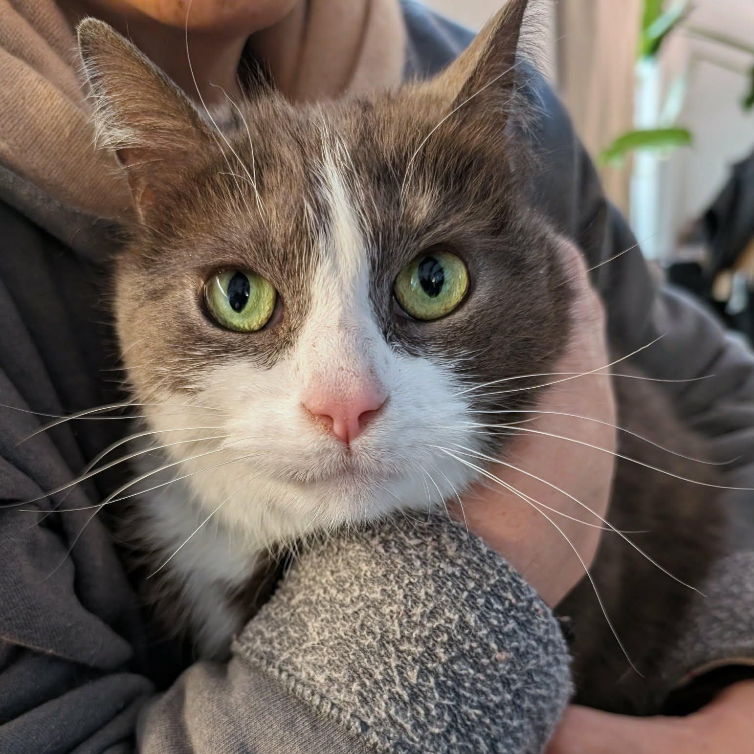 Grady, adoptable, Young Male Domestic Short Hair.