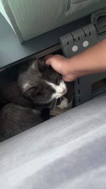 Enlarge Grady, an adoptable Domestic Short Hair in Montreal, QC video 4/6